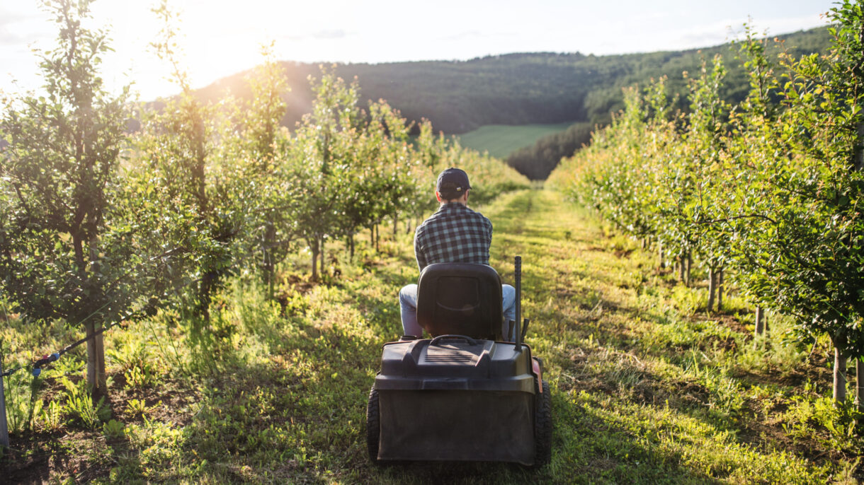 Person auf Traktor zwischen Obstbäumen bei Sonnenuntergang